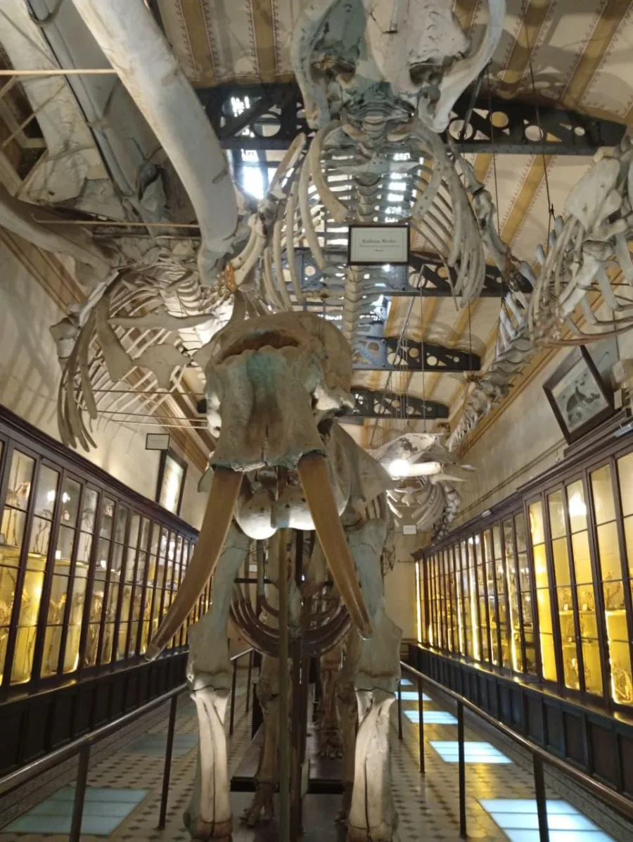Alumnos de Secundaria durante una salida educativa al museo de ciencias naturales